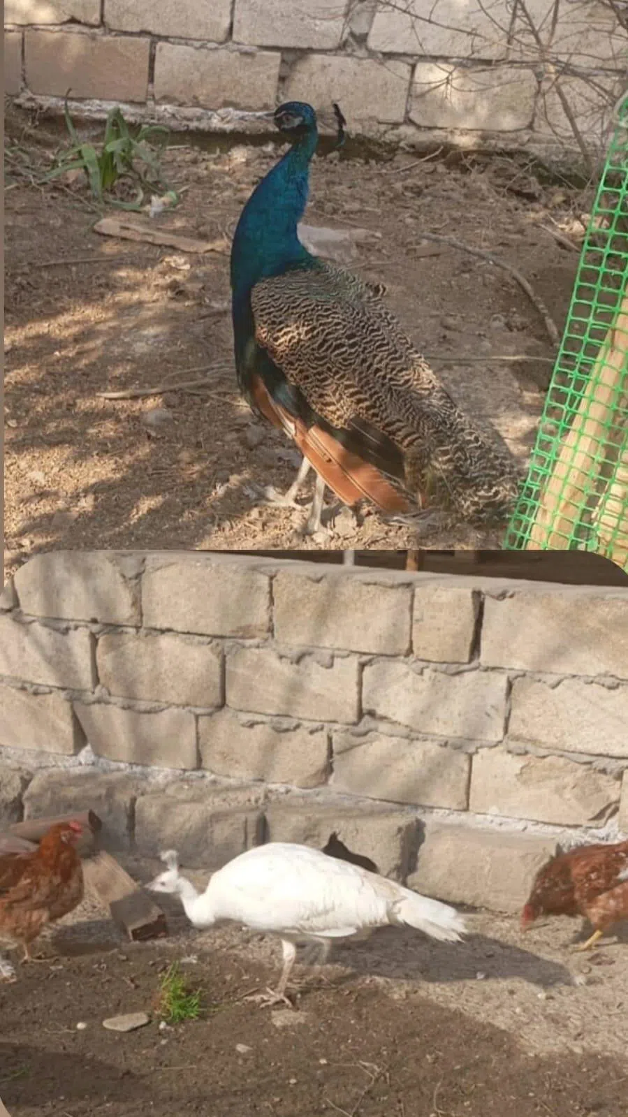 Yumurta verən toyuqlar — şəkil 2