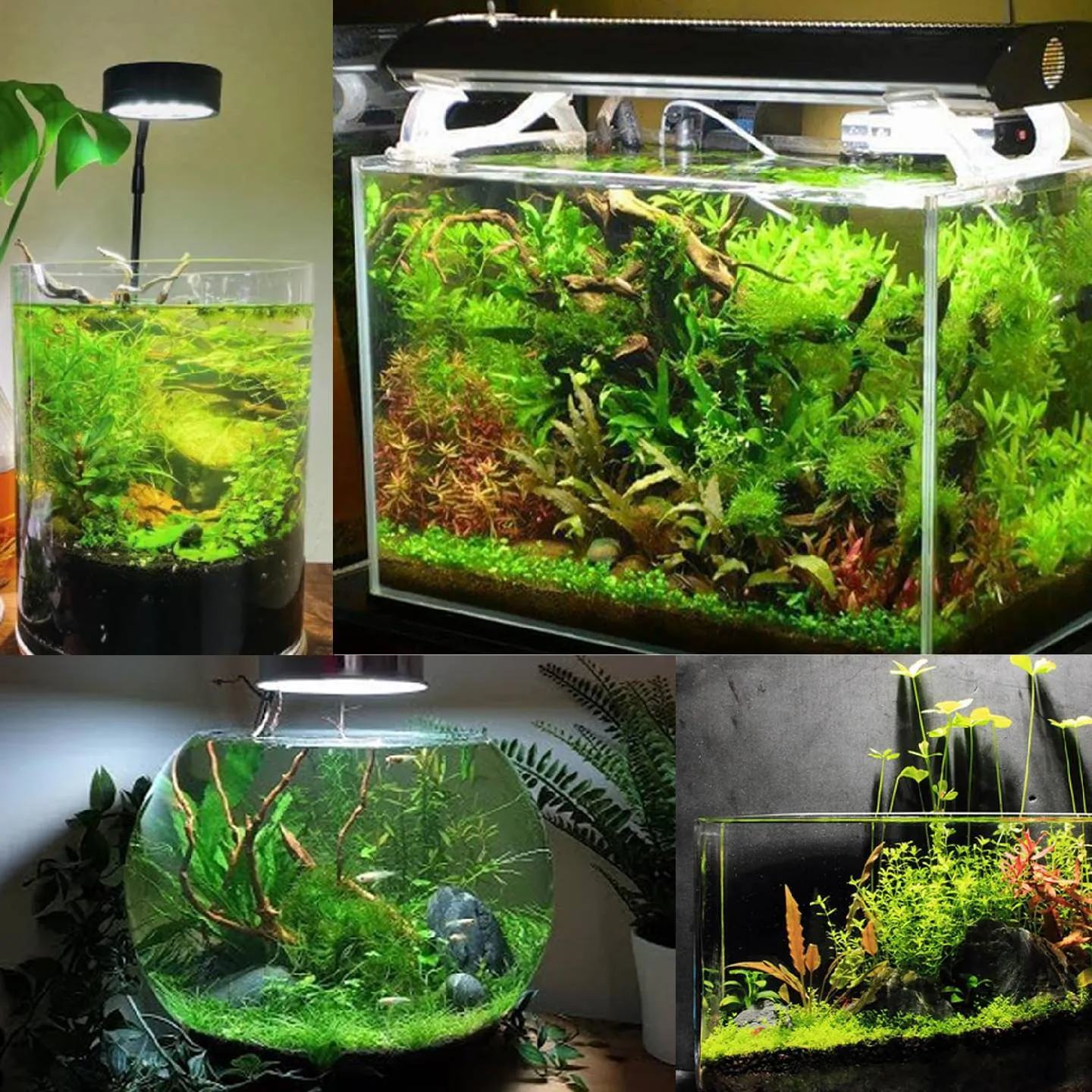 akvarium və balıqlar — şəkil 3