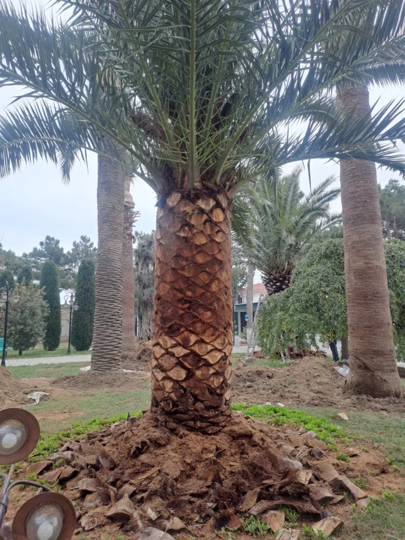 — şəkil 6