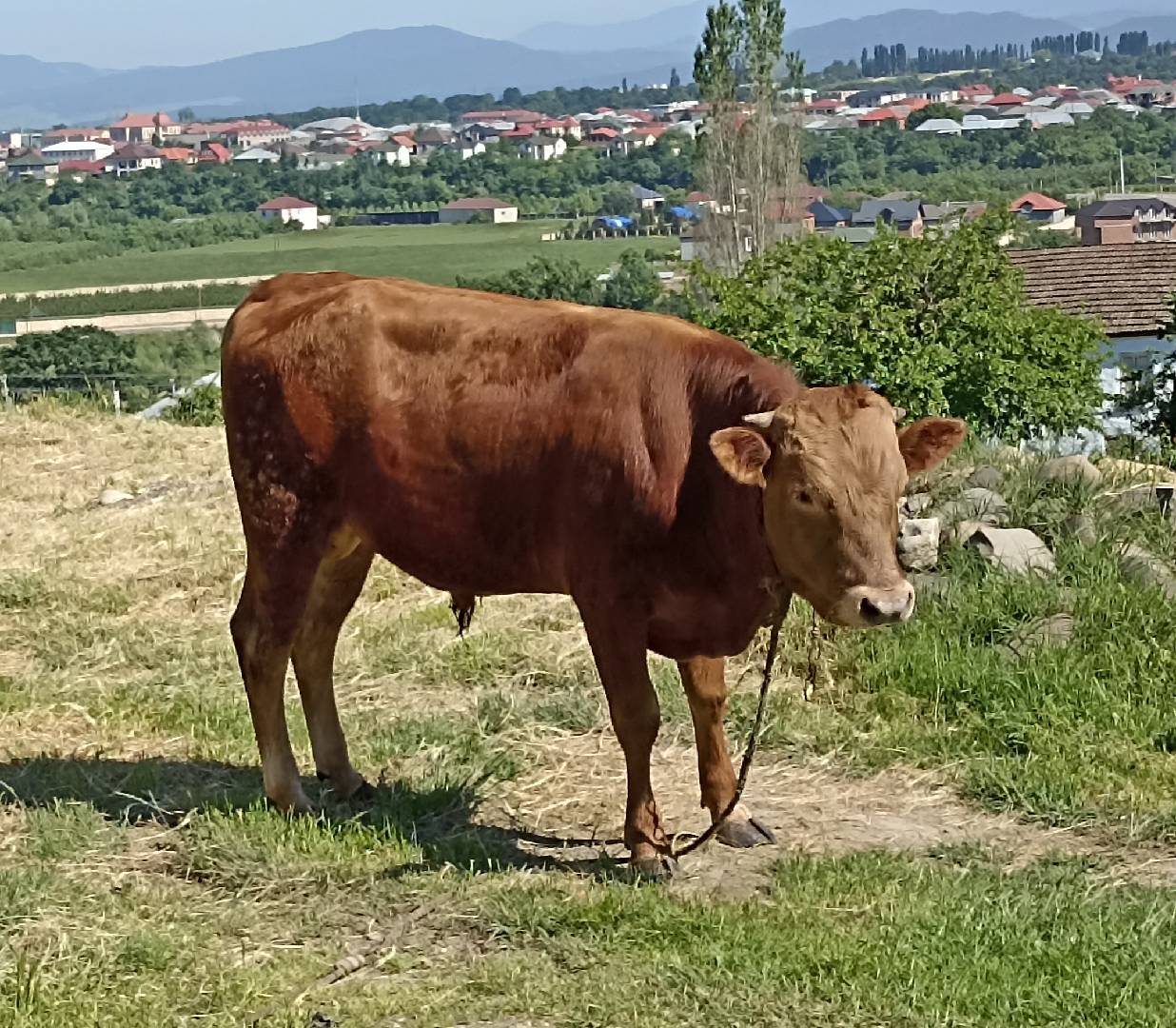 — şəkil 5