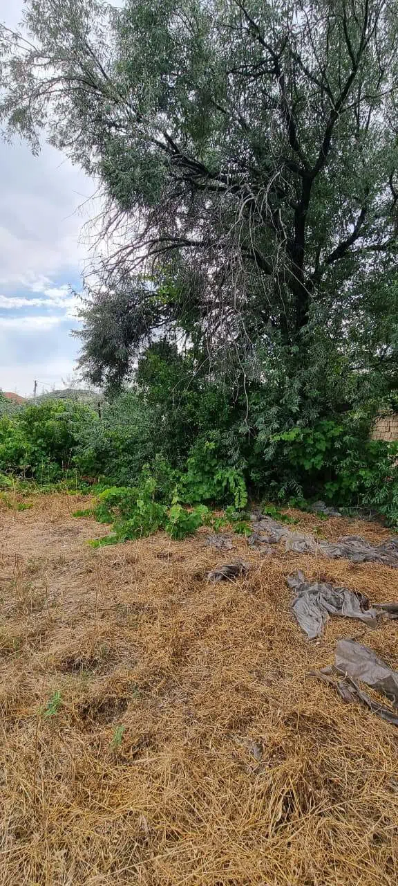 24 sot torpaq sahəsi satılır — şəkil 12