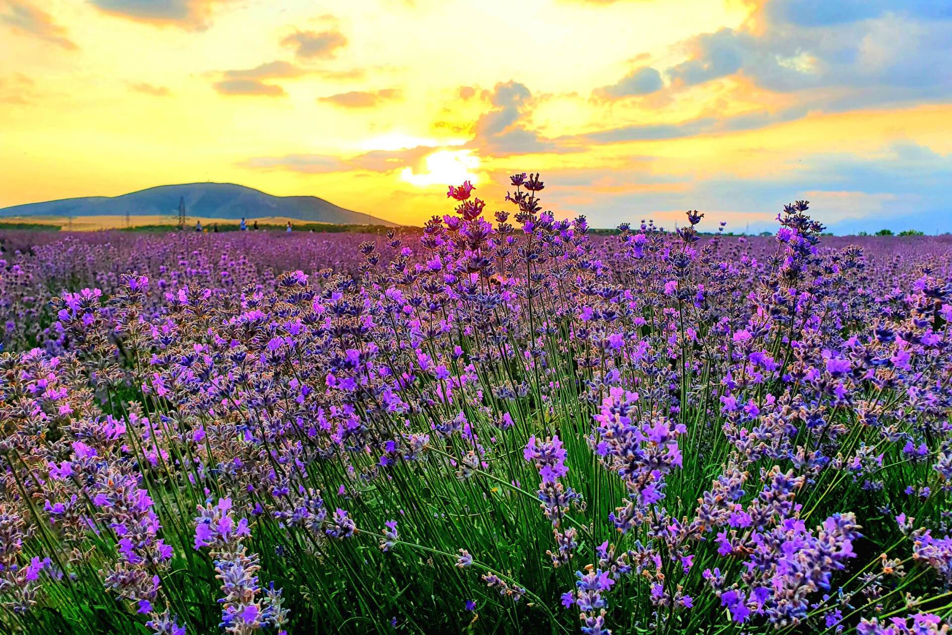 Qəbələ-lavanda turu
