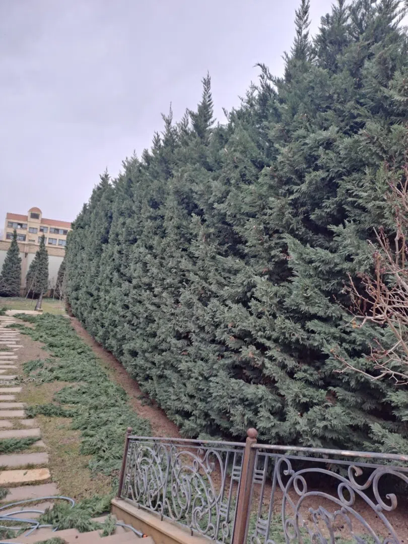 — şəkil 7