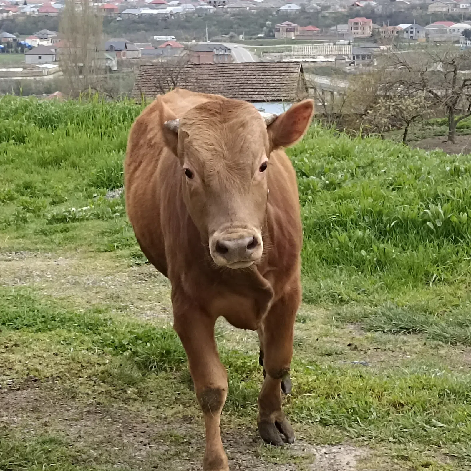 Sağlam və məhsuldar inək