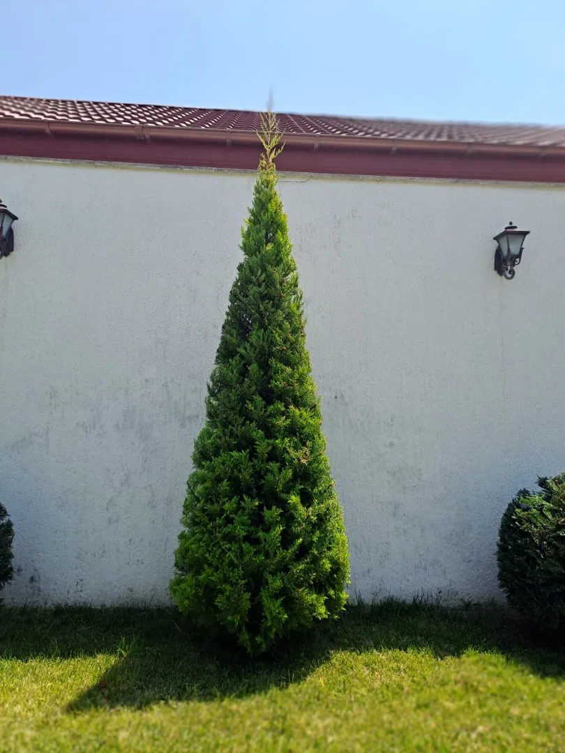 — şəkil 13