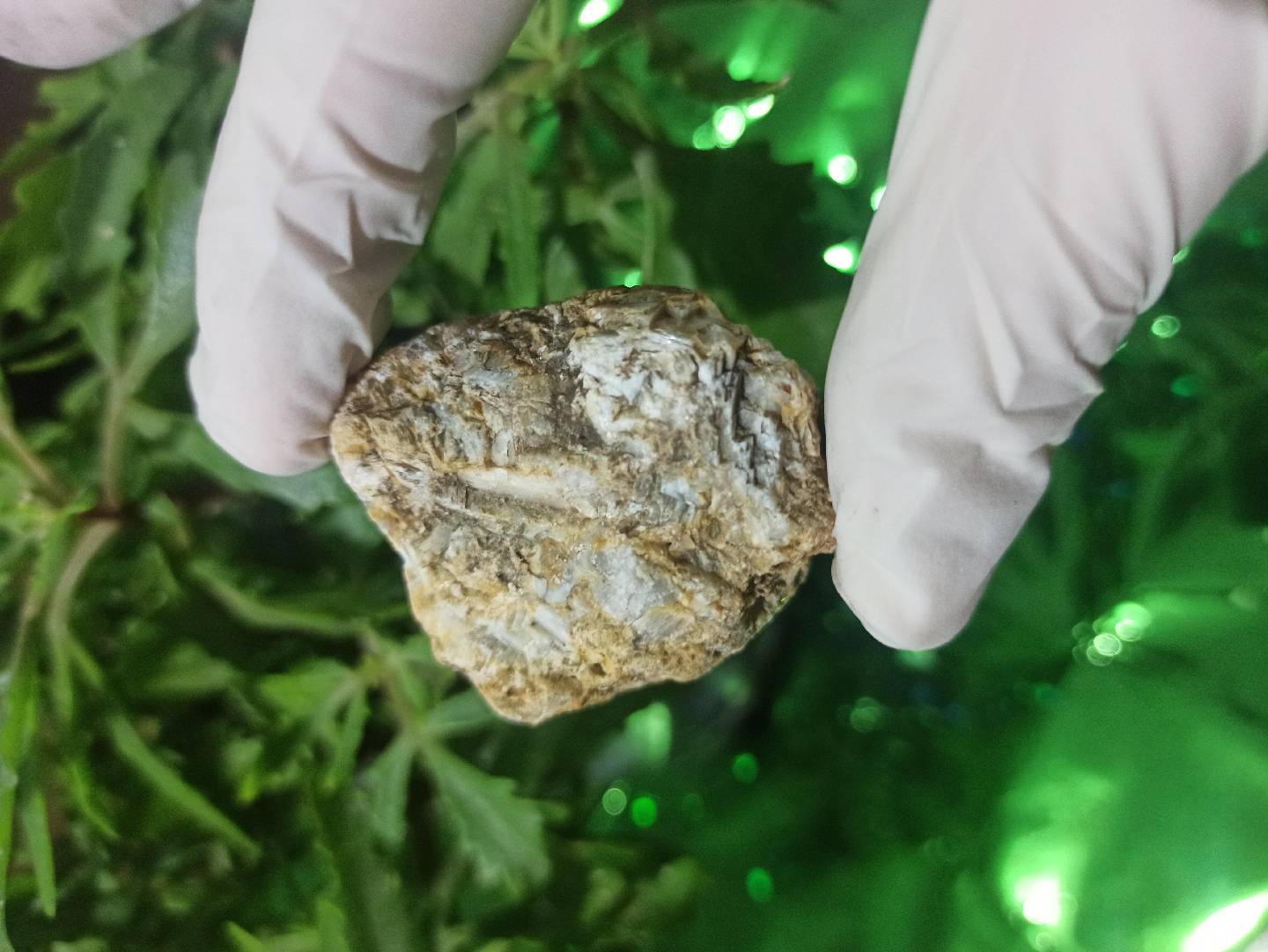 Petrified Wood (daşlaşmış ağac) fosili? 🧐🤔 — şəkil 6