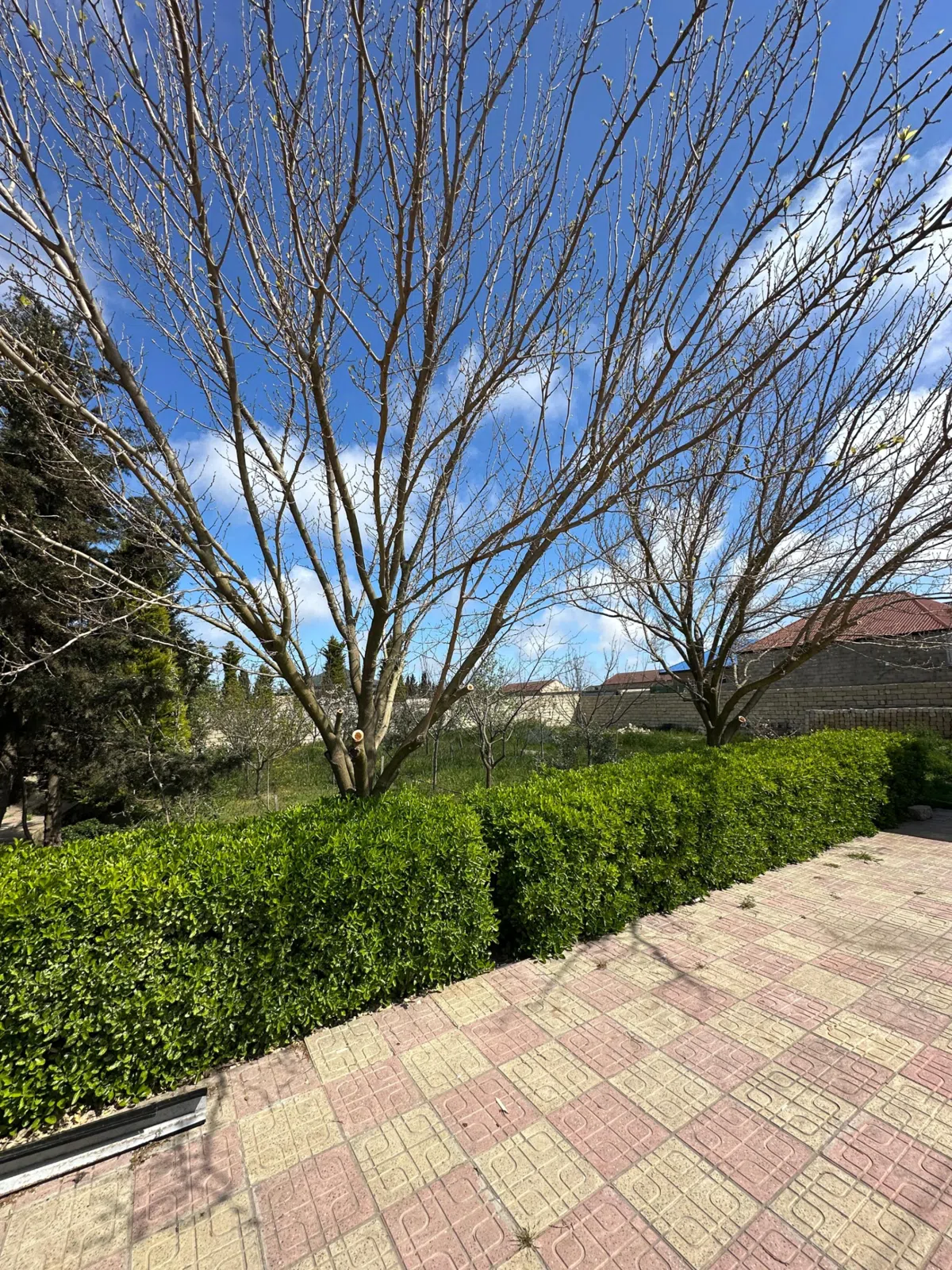 9 sot torpaq sahəsi satılır — şəkil 2