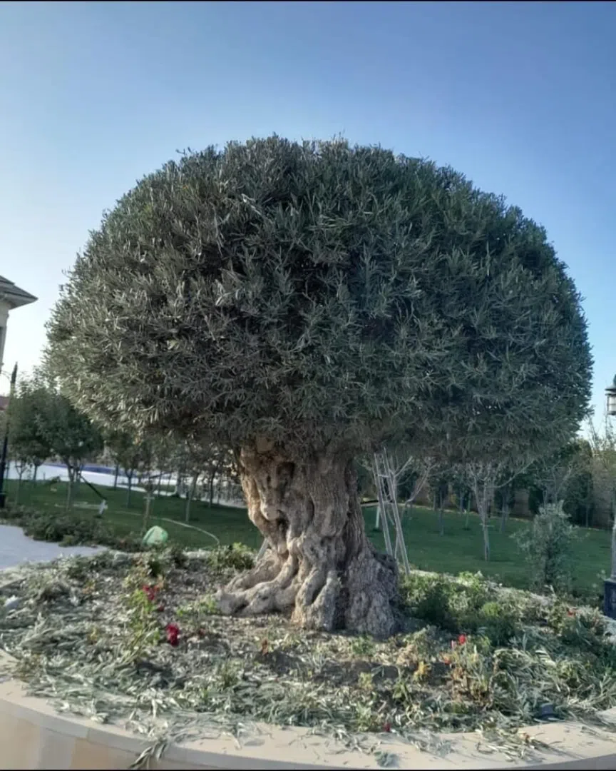 — şəkil 15