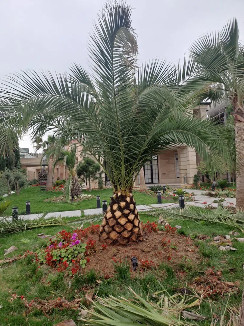 — şəkil 20