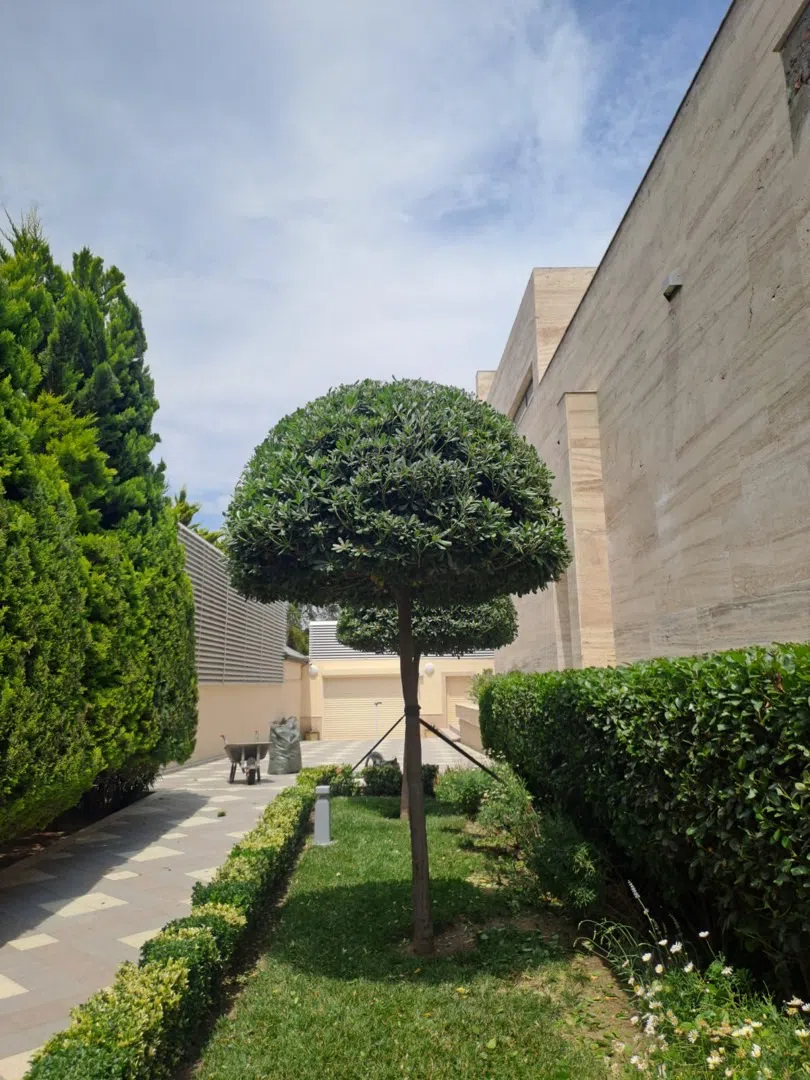 — şəkil 10