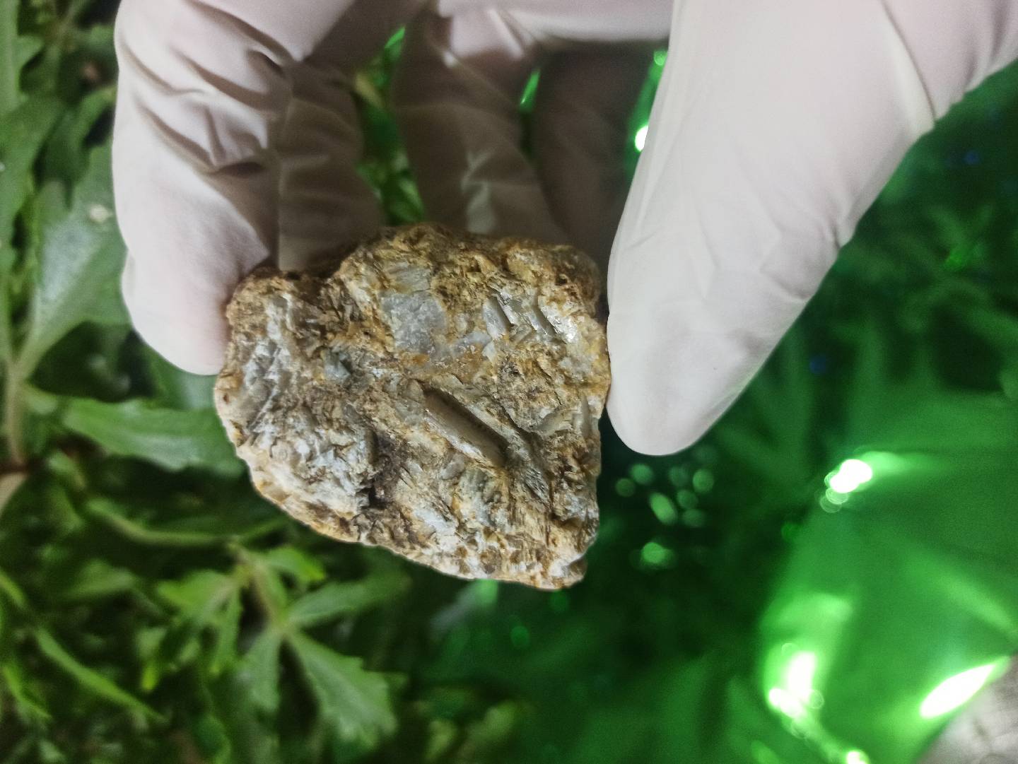 Petrified Wood (daşlaşmış ağac) fosili? 🧐🤔 — şəkil 2