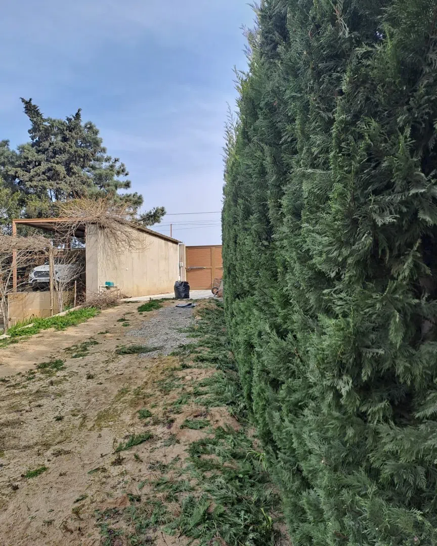 — şəkil 19