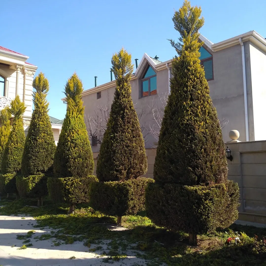 — şəkil 3