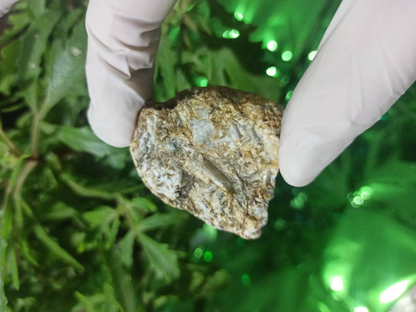Petrified Wood (daşlaşmış ağac) fosili? 🧐🤔 — şəkil 8