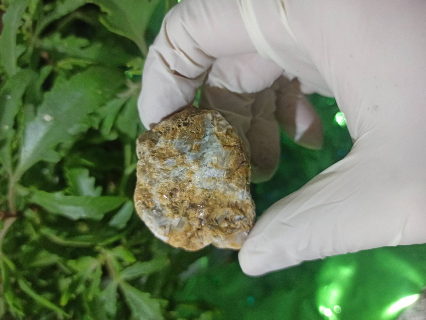 Petrified Wood (daşlaşmış ağac) fosili? 🧐🤔 — şəkil 5