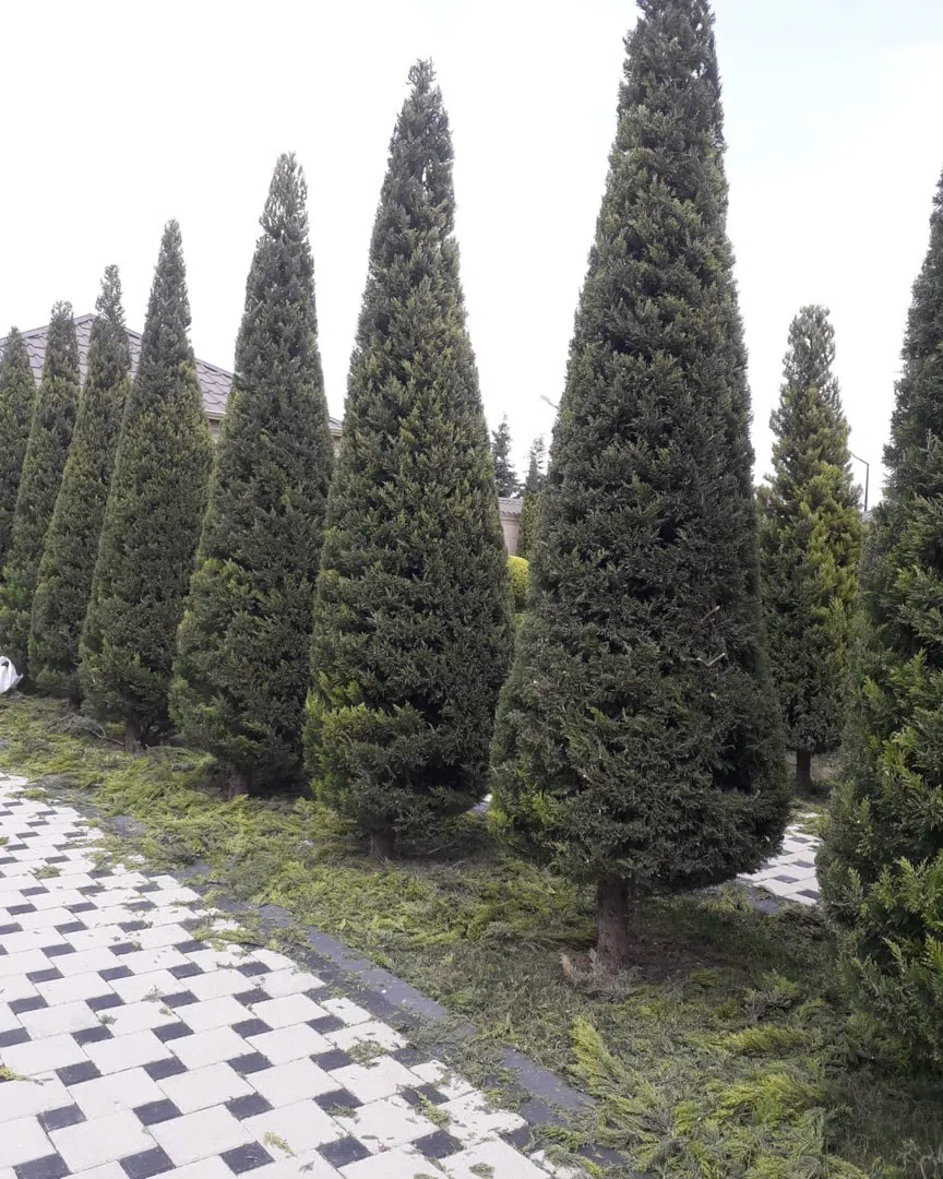 — şəkil 9