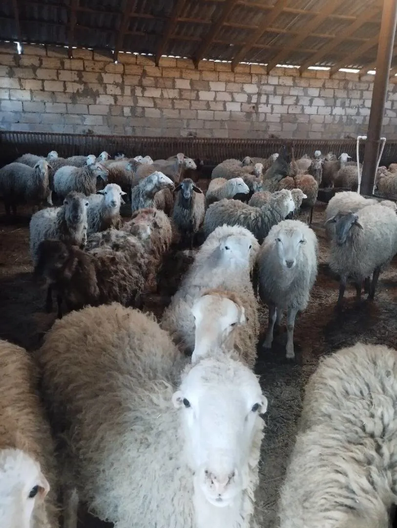 Qurbanlıq dişi qoyunlar və erkək quzular - Tenderyard