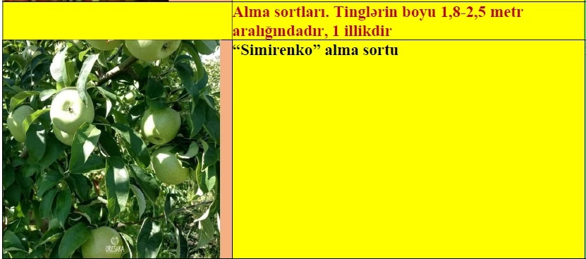 Alma meyvə ağacı tingləri — şəkil 1