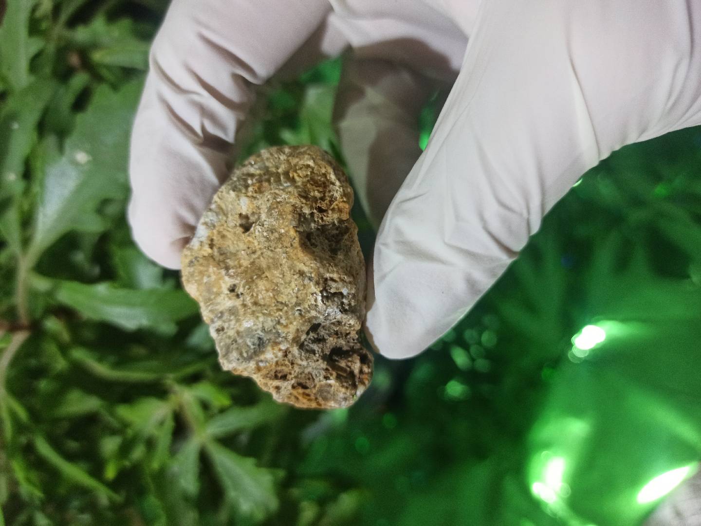 Petrified Wood (daşlaşmış ağac) fosili? 🧐🤔 — şəkil 3