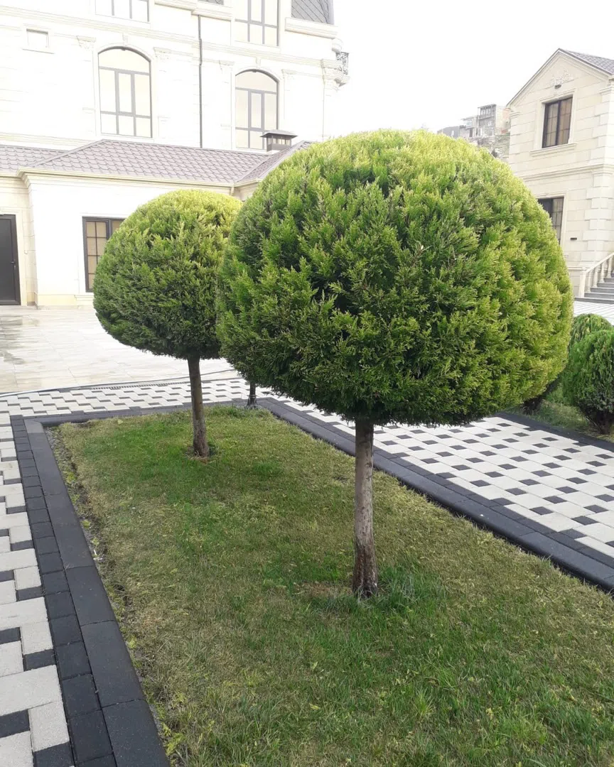 — şəkil 7