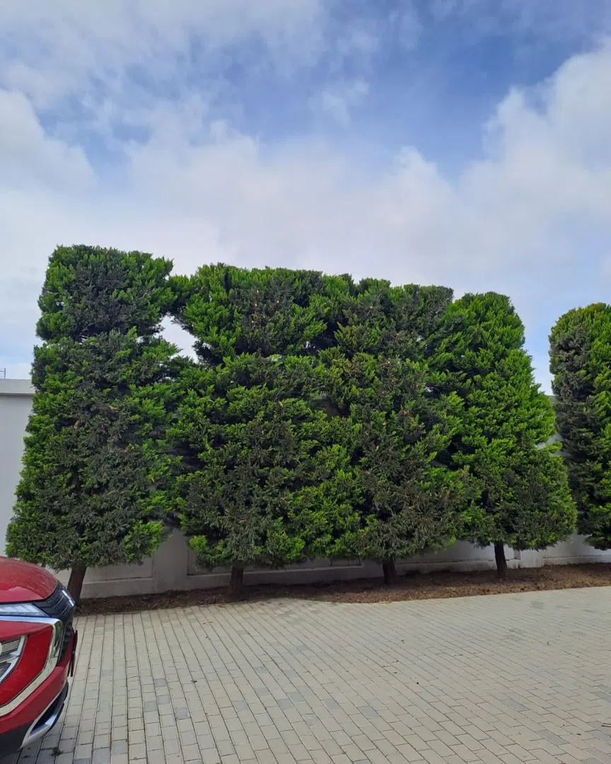 — şəkil 6