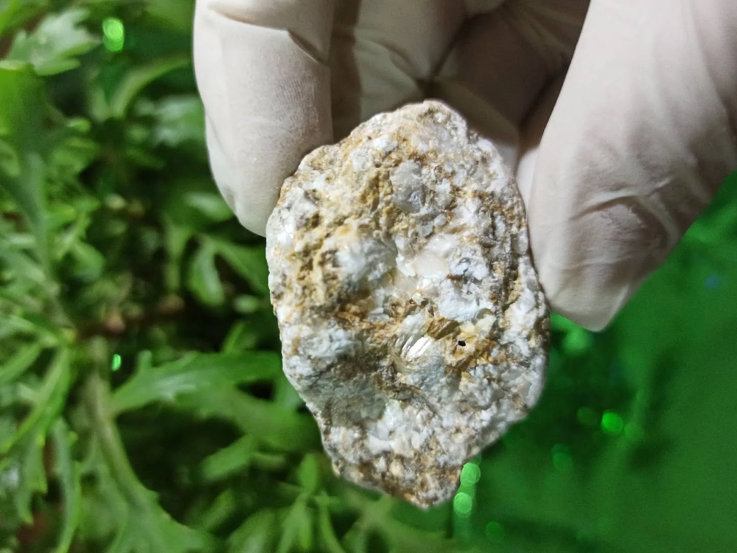 Petrified wood (daşlaşmış ağac) fosili + Kalsit — şəkil 2