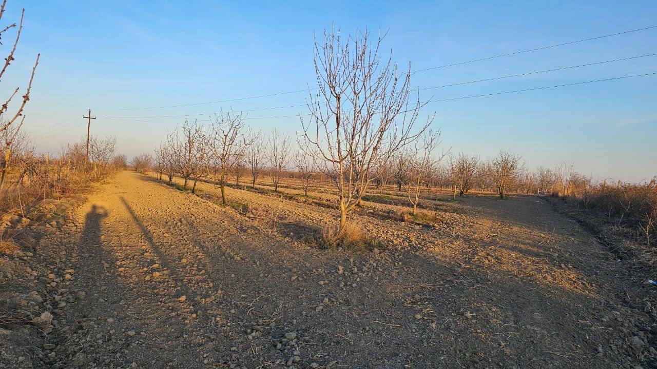 24 sot torpaq sahəsi satılır — şəkil 4