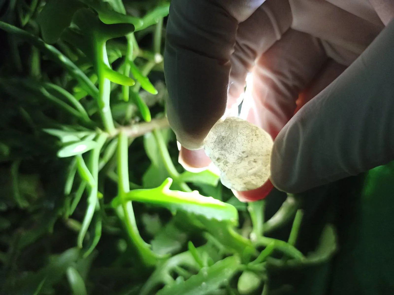 Mineral daşların Satışı 💎