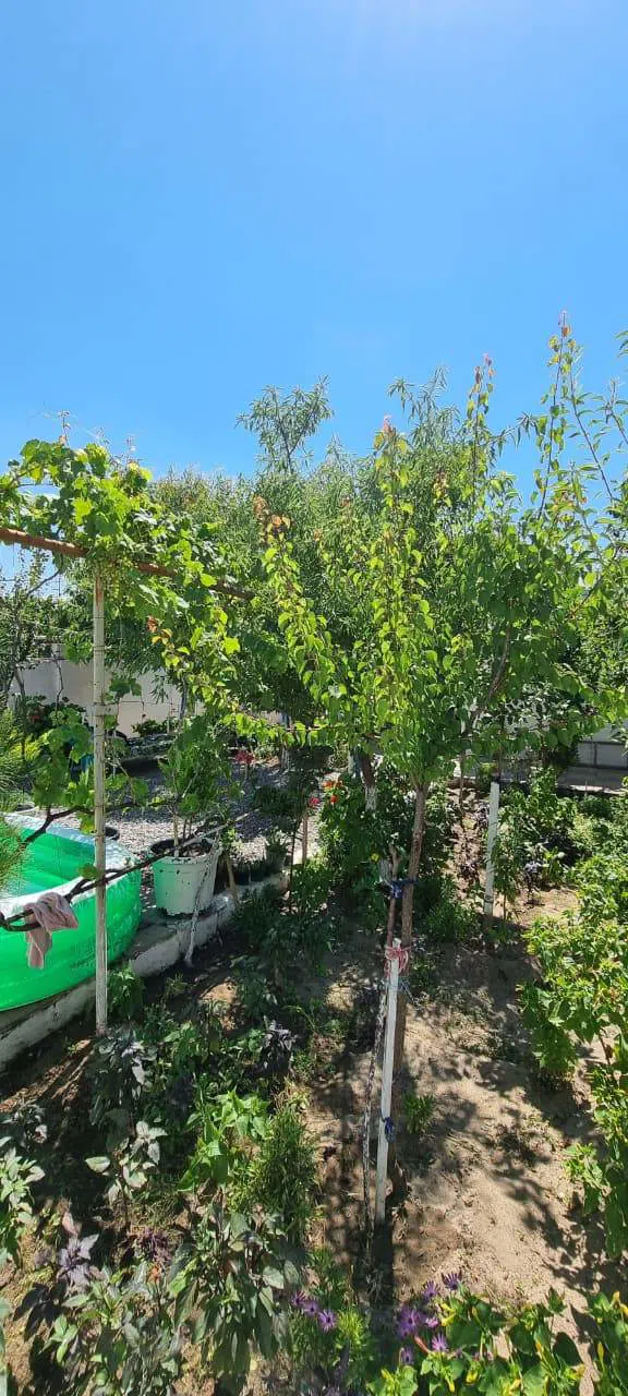 7 otaqlı həyət evi 200 m² satılır