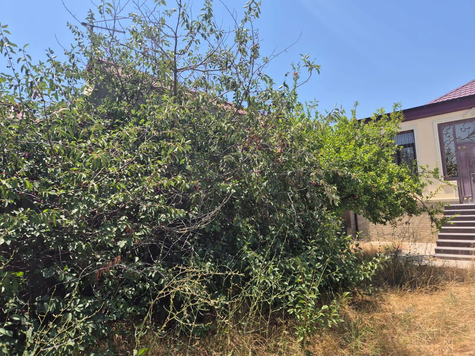 12 sot torpaq sahəsi satılır — şəkil 4
