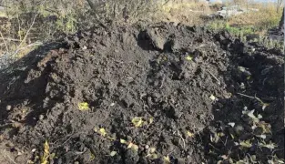 Qara meşə torpağı və münbit torpaq çatdırılması