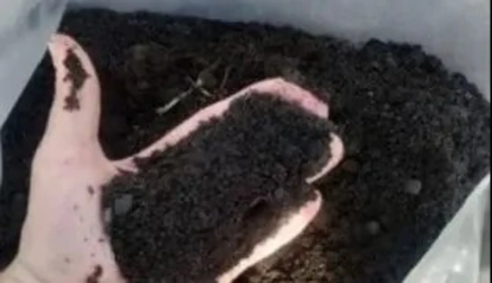 Black forest soil and fertilizer delivery - Tenderyard