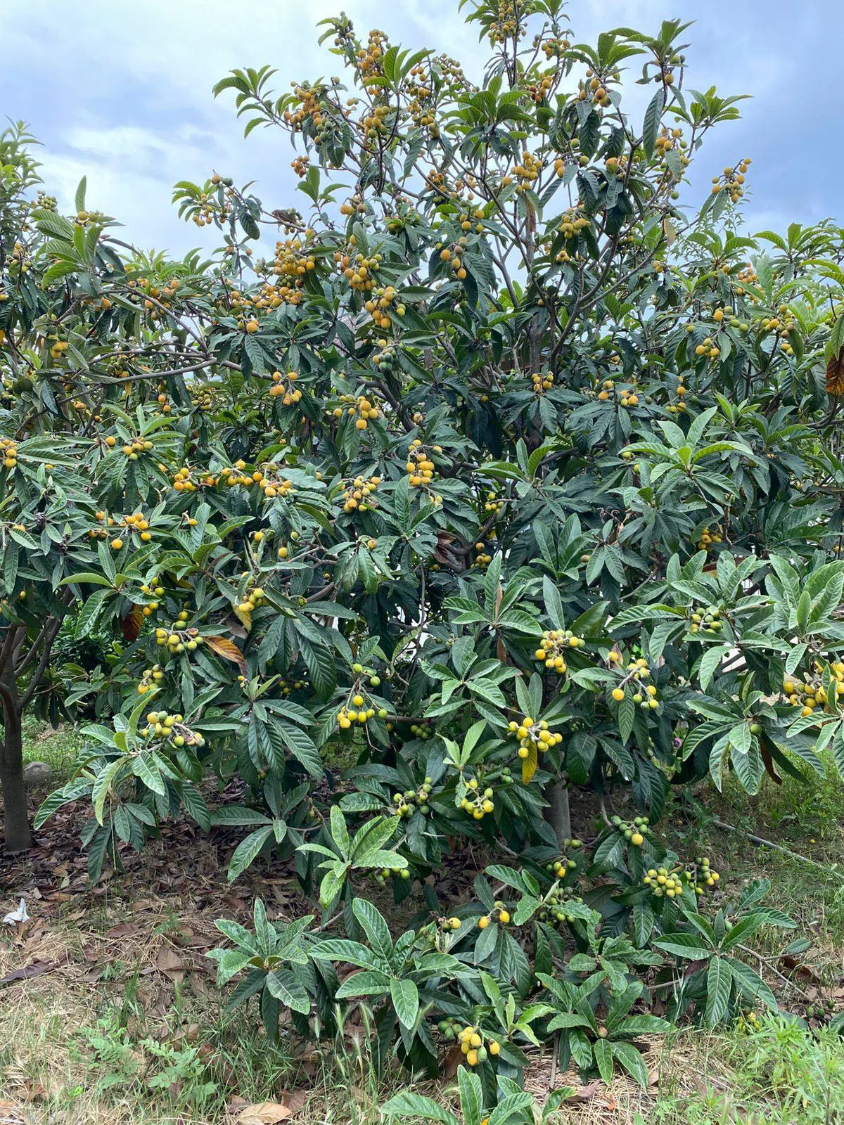 5 otaqlı həyət evi 140 m² - 9 sot torpaq sahəsində satılır