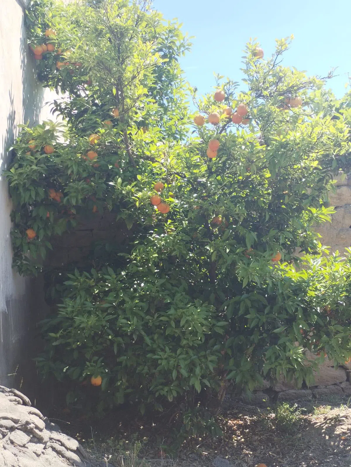 10 sot torpaq sahəsi satılır — şəkil 4