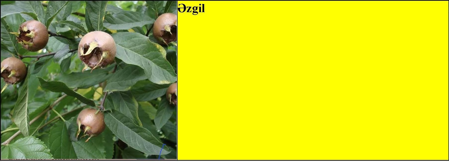 Göyçə alçası, əzgil, göyəm, heyva tingləri — şəkil 2
