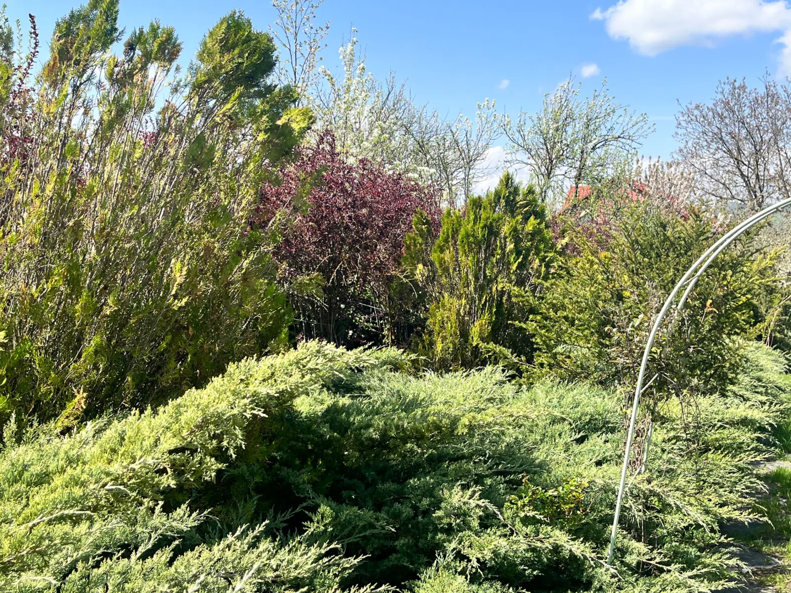 4 otaqlı həyət evi 300 m² - 32 sot torpaq sahəsində satılır — şəkil 10