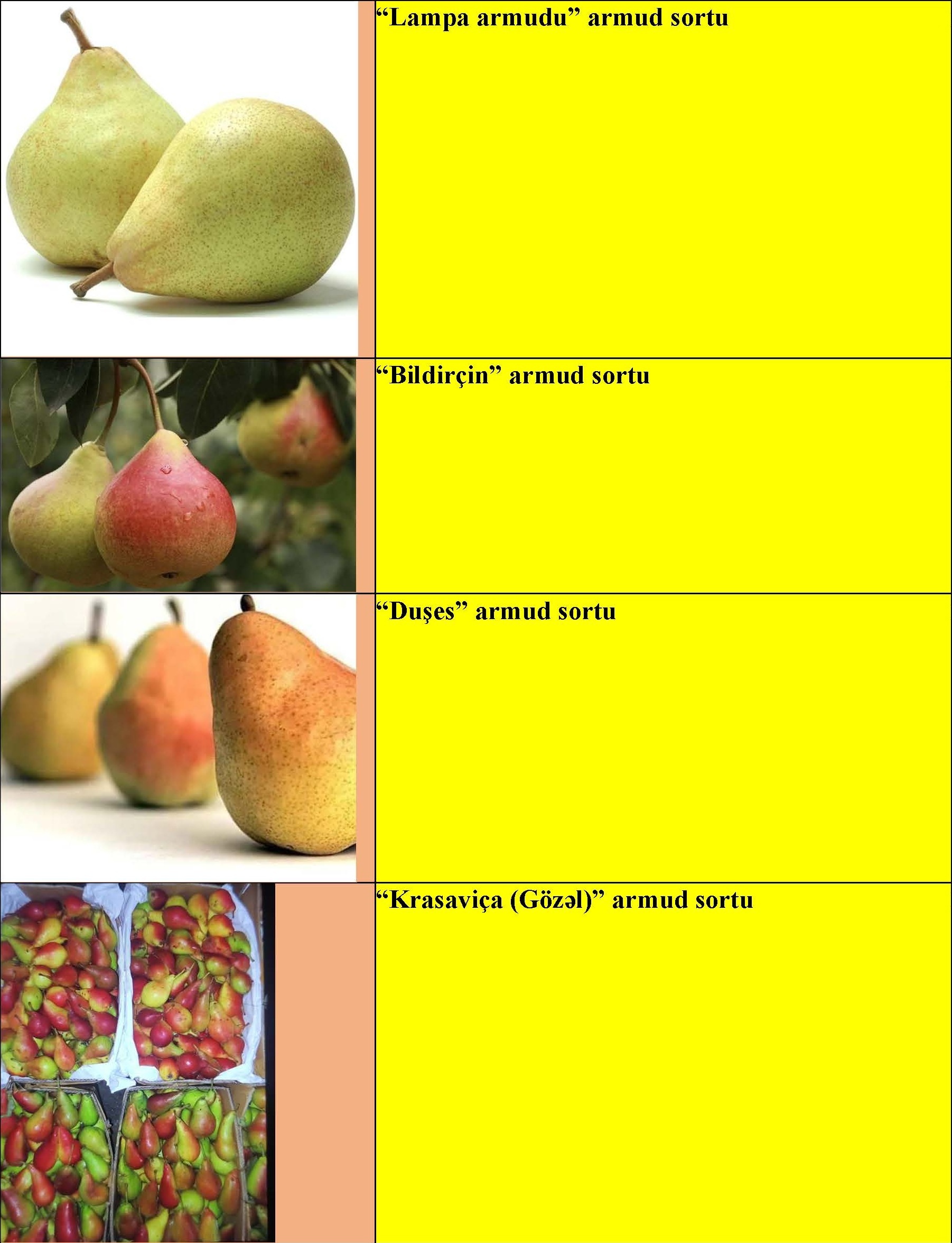 Armud meyvə ağacı tingləri — şəkil 2