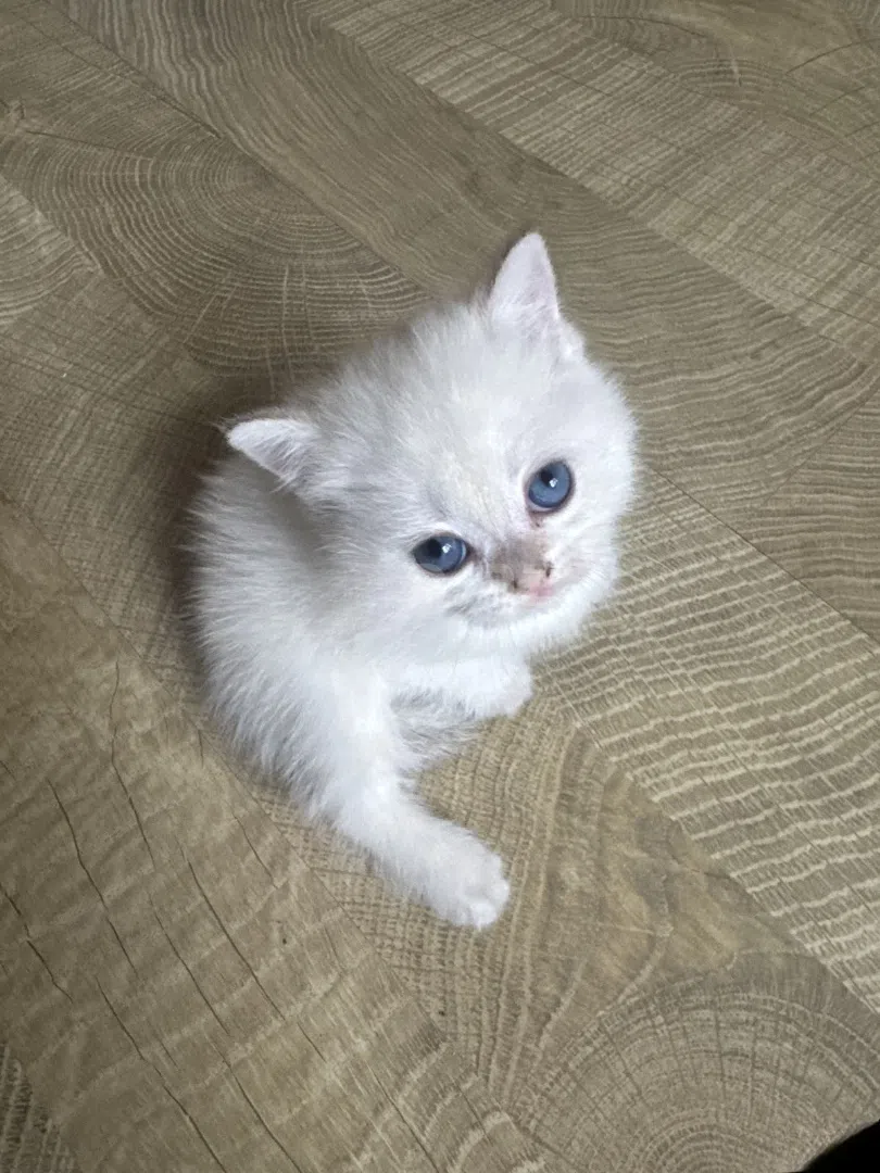 Ağ rəngli, 70 günlük dişi Scottish Fold pişiyi — şəkil 1