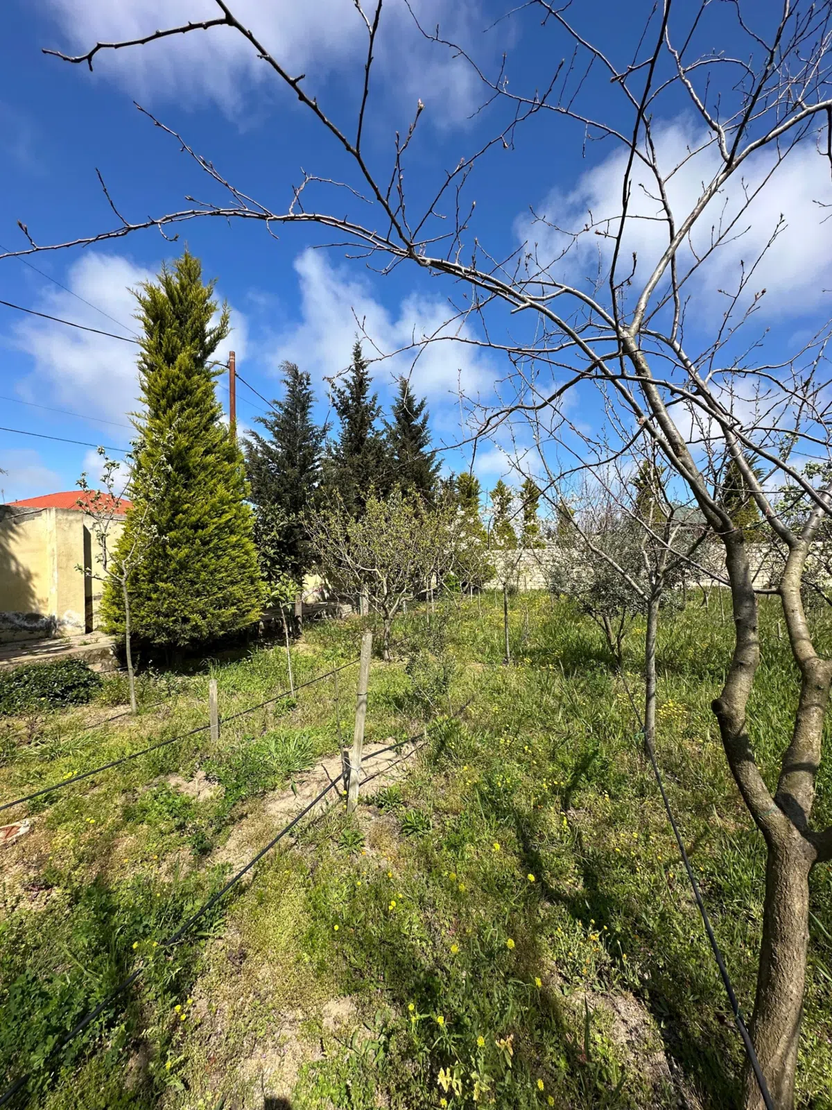 9 sot torpaq sahəsi satılır — şəkil 1