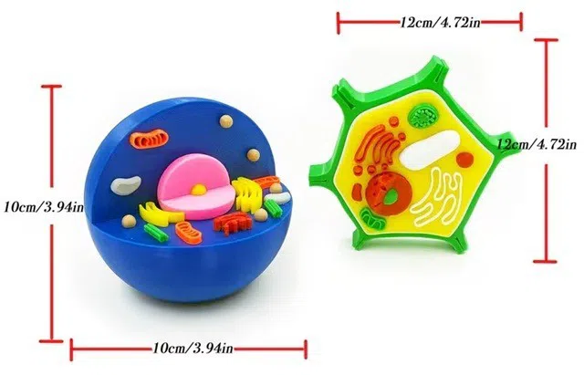 3D heyvan, insan və bitki hüceyrə modeli — şəkil 3