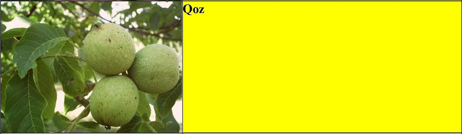 Badam, qoz, tut və yapon əzgili tingləri — şəkil 3