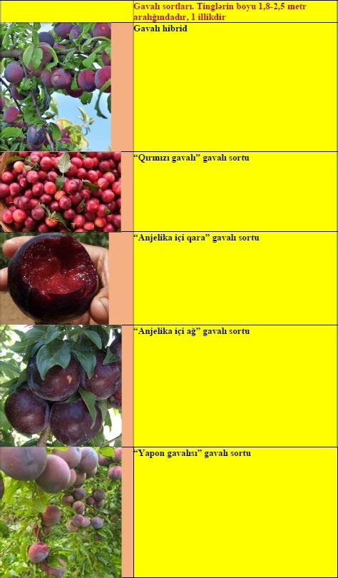 Gavalı meyvə ağacı tingləri — şəkil 1