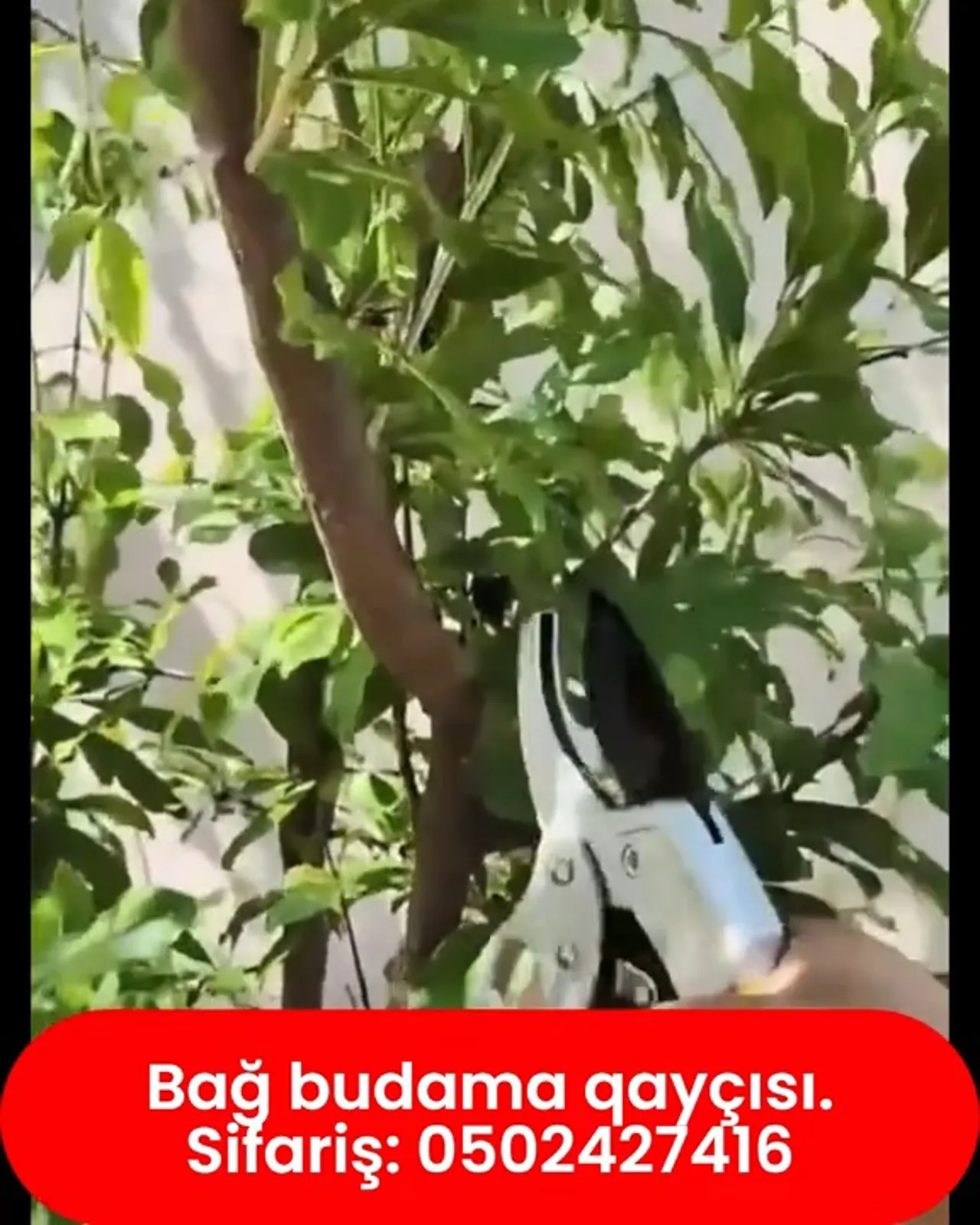 Bağ qayçıları (peşəkar budama sekatoru) - Tenderyard