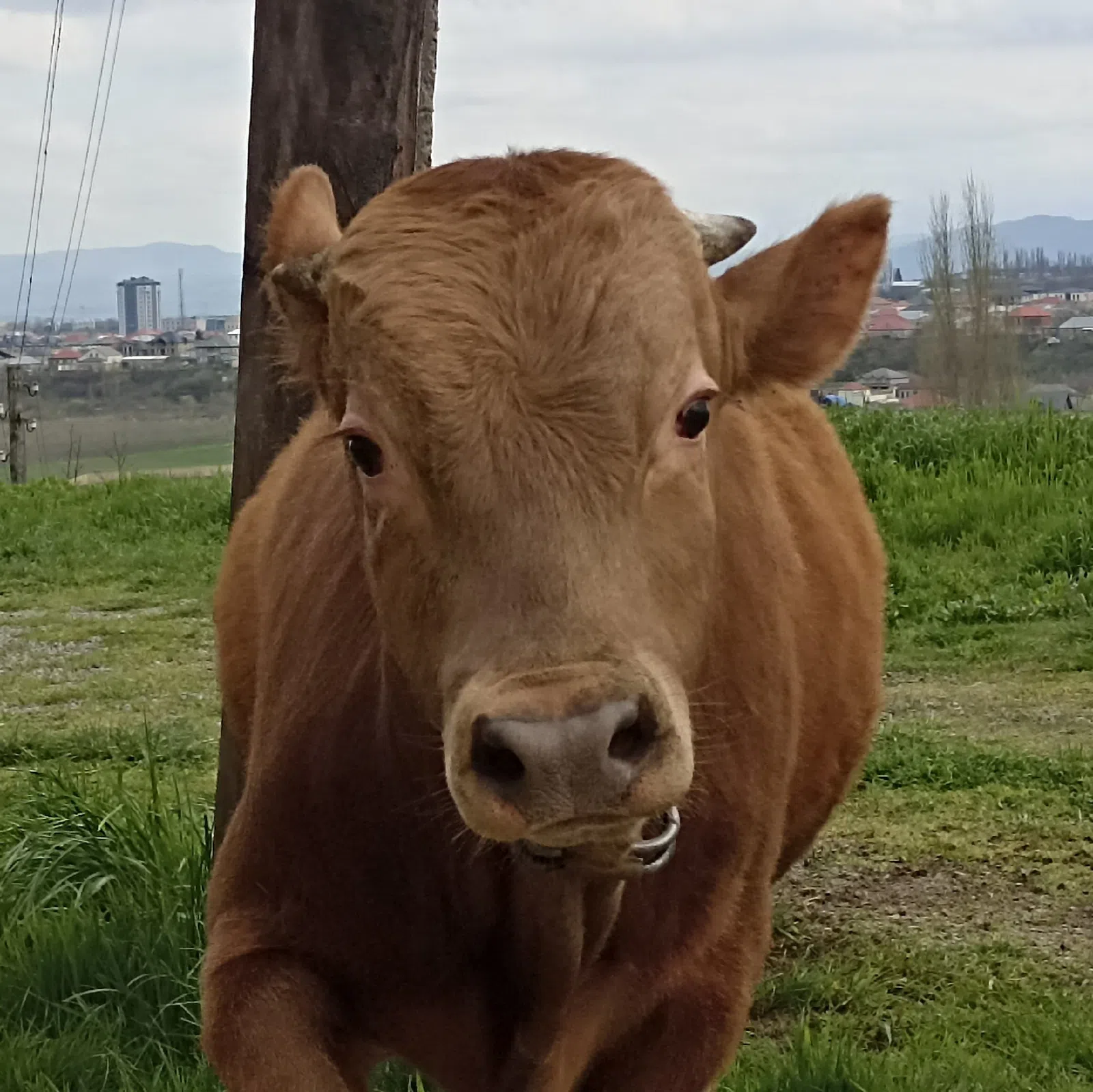 Sağlam və məhsuldar inək