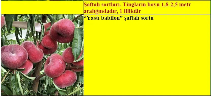 Şaftalı meyvə ağacı tingləri — şəkil 2