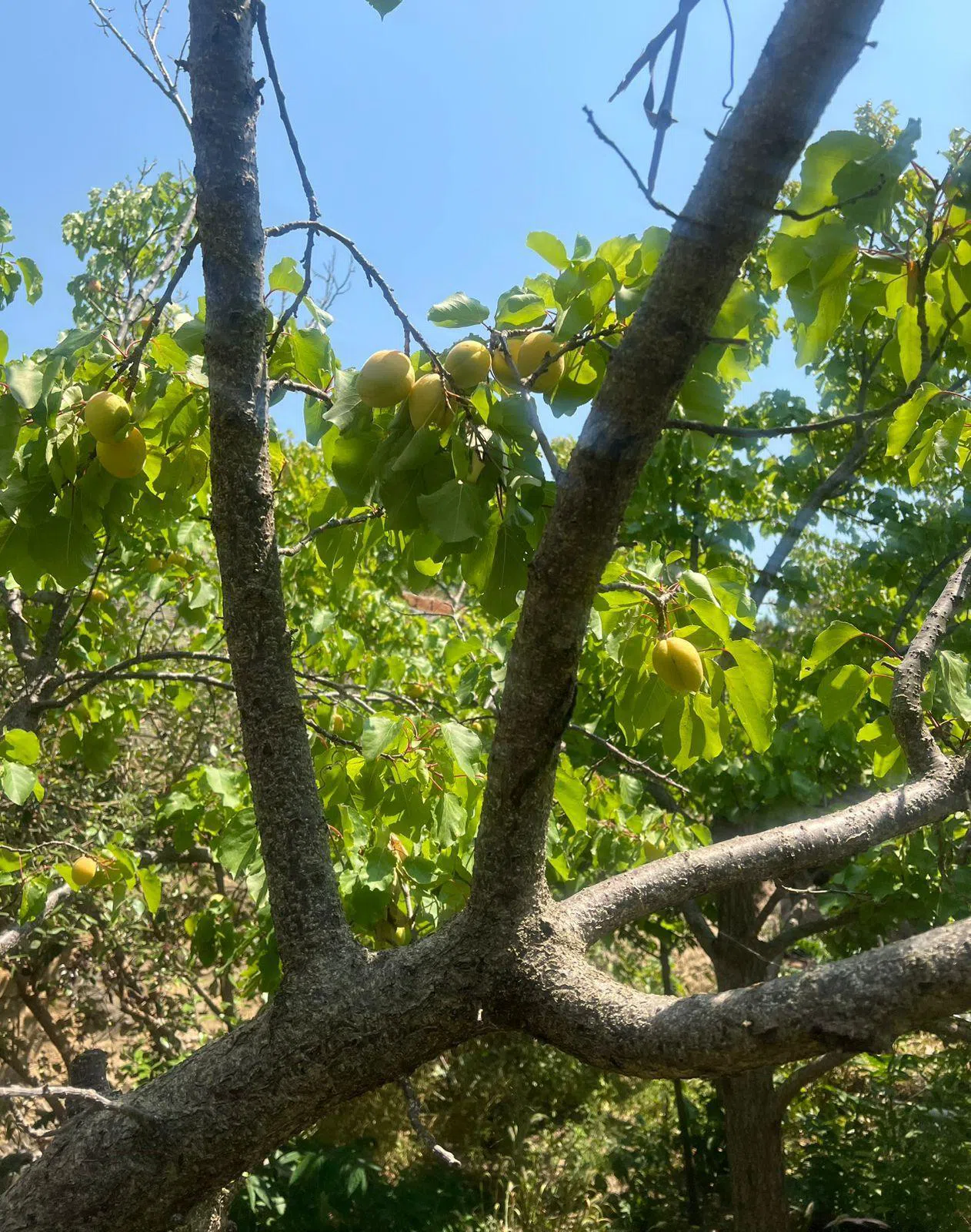 4 otaqlı bağ evi 140 m² 5.6 sot torpaq sahəsində satılır — şəkil 24