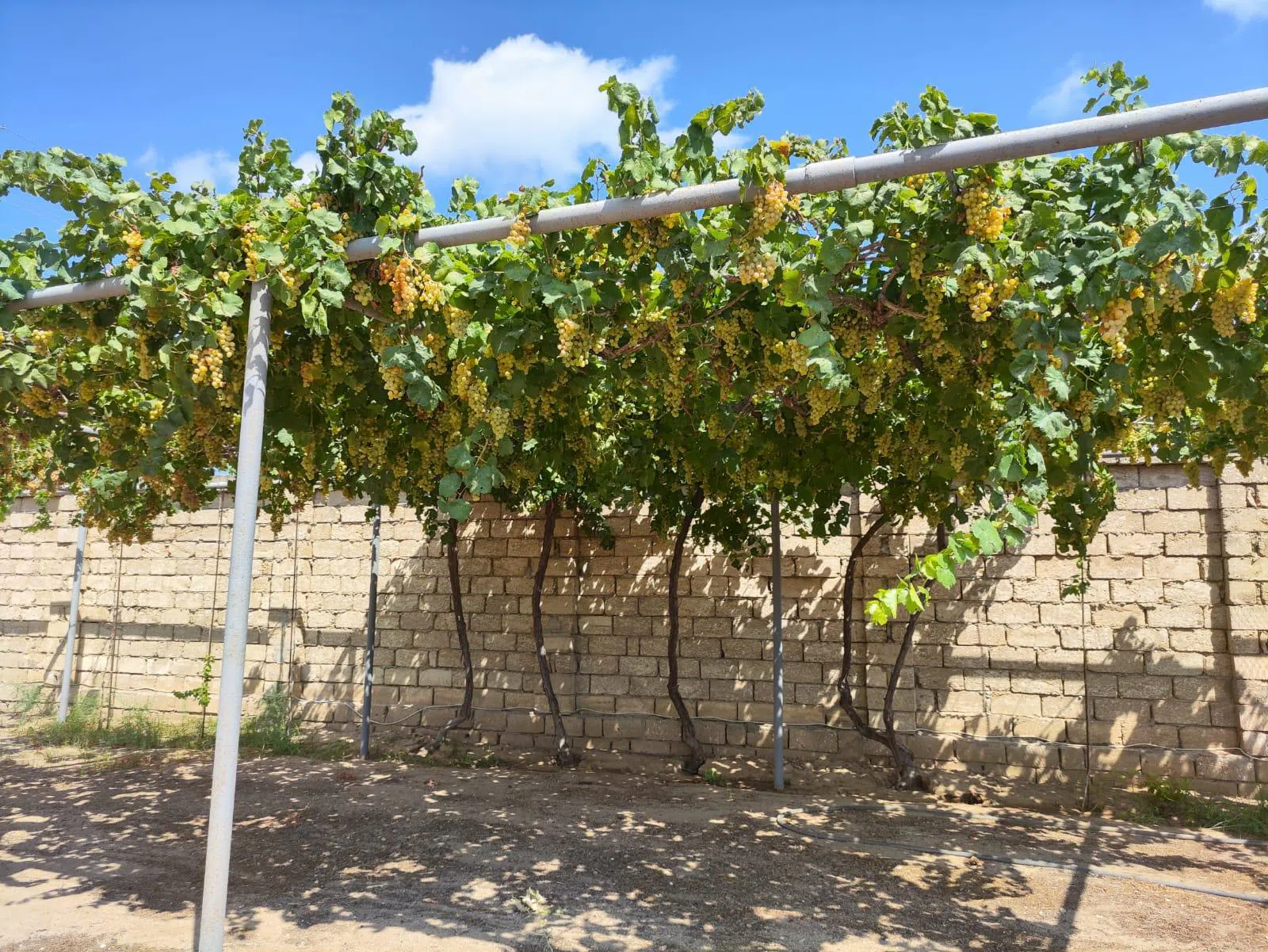 5 otaqlı həyət evi 504 m² - 24 sot torpaq sahəsində satılır