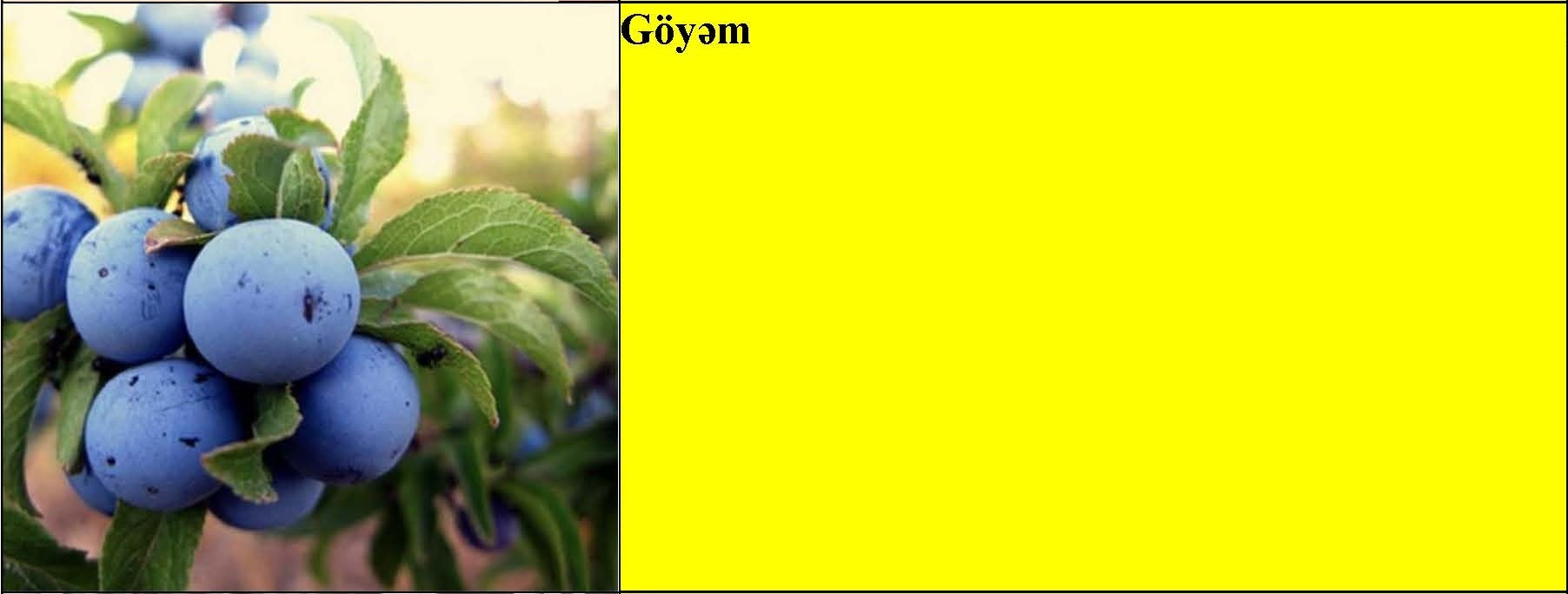 Göyçə alçası, əzgil, göyəm, heyva tingləri — şəkil 3
