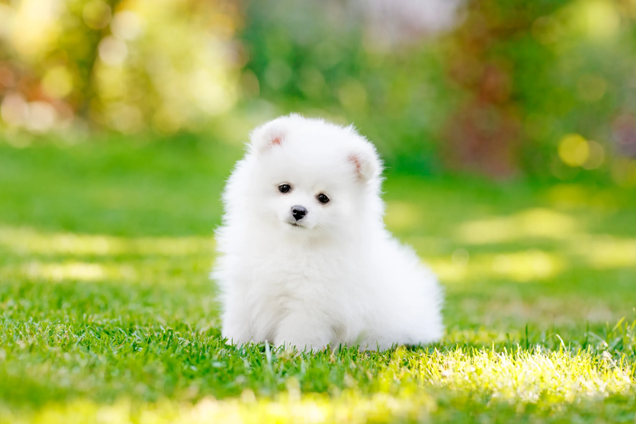 Pomeranian Spitz — şəkil 1