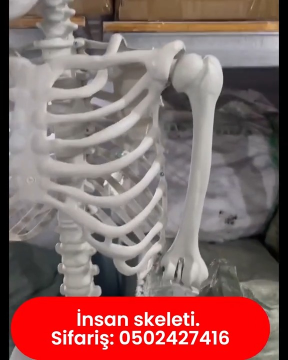 Human skeleton model - Tenderyard